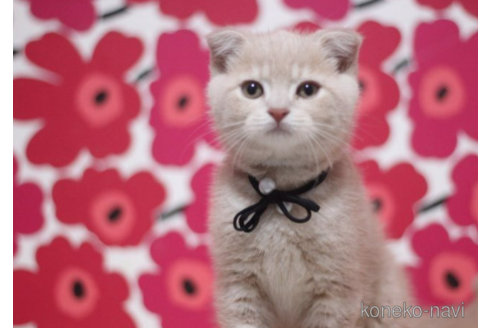 成約済の東京都のスコティッシュフォールド(折れ耳)-70791の2枚目